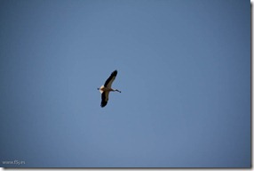 20110508-IMG_0827-1030of145-fxjhalcon